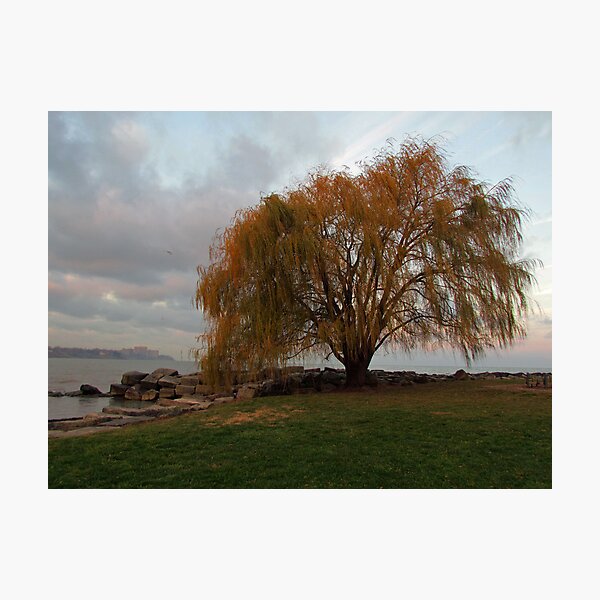 Item preview, My Favorite Tree designed and sold by Nevermind the Camera Photography.
