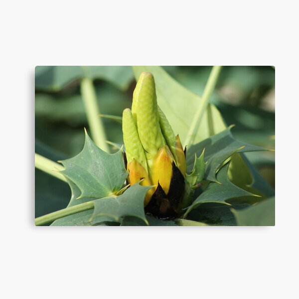 Mahonia Bud Canvas Print