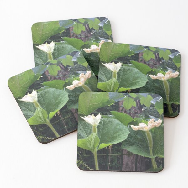 Item preview, White squash flowers designed and sold by Linnys-Designs.