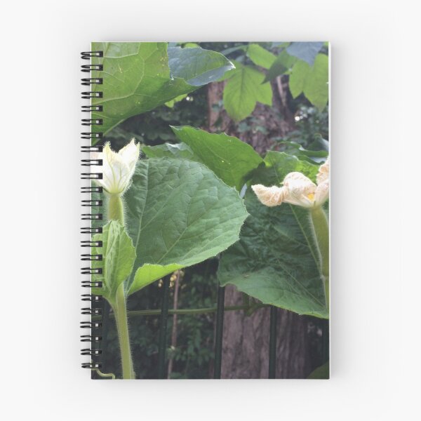 Item preview, White squash flowers designed and sold by Linnys-Designs.