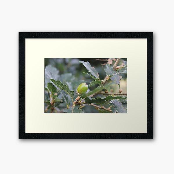 Little acorns Framed Art Print