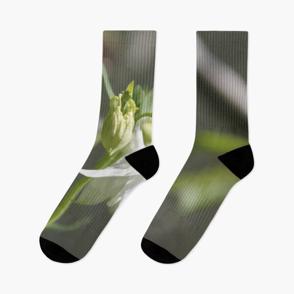Item preview, Colorful pastel columbine granny's bonnet spring wildflowers	 designed and sold by EstelleRossetti.