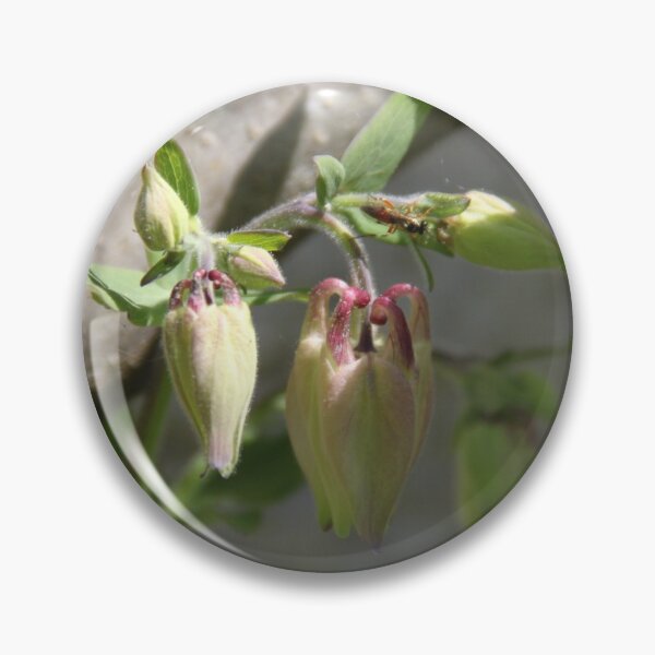Item preview, Colorful pastel columbine granny's bonnet spring wildflowers	 designed and sold by EstelleRossetti.
