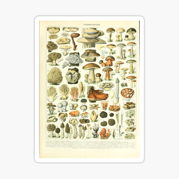 Item preview, Vintage Mushroom Illustration Larousse Print Botanical Art designed and sold by Sintija BILIKA.