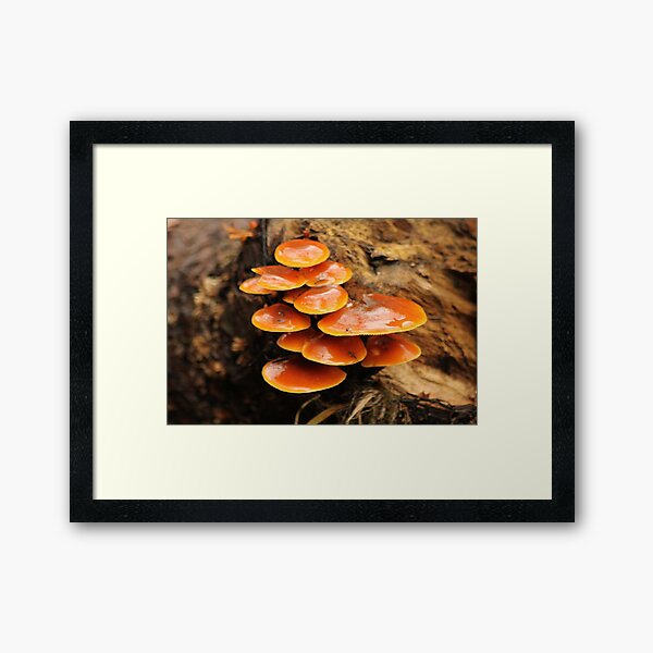 Mushrooms Framed Art Print