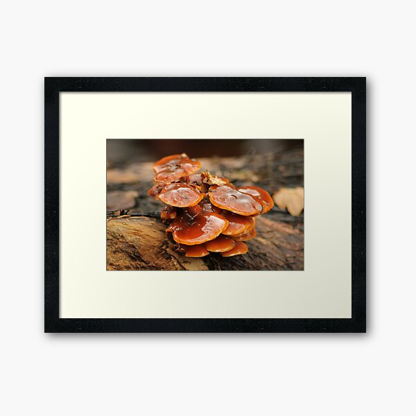 Mushrooms2 Framed Art Print
