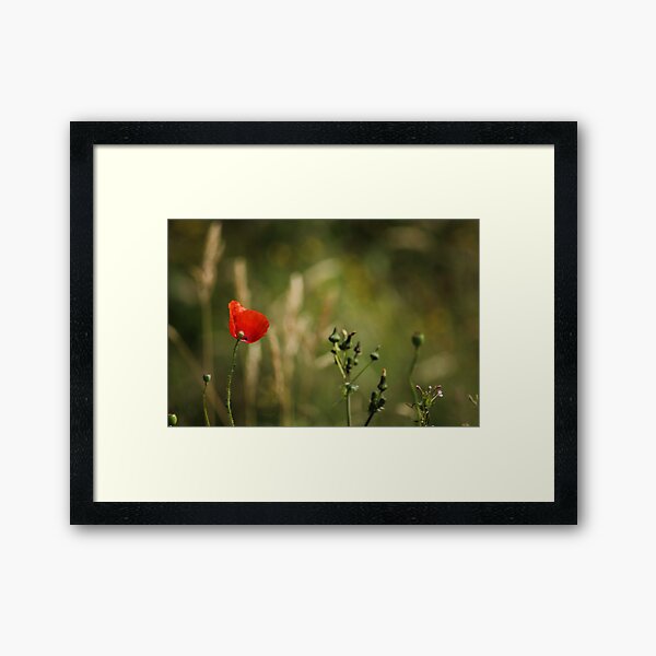 Poppy in a field Framed Art Print