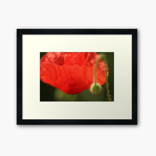 Poppy Framed Art Print