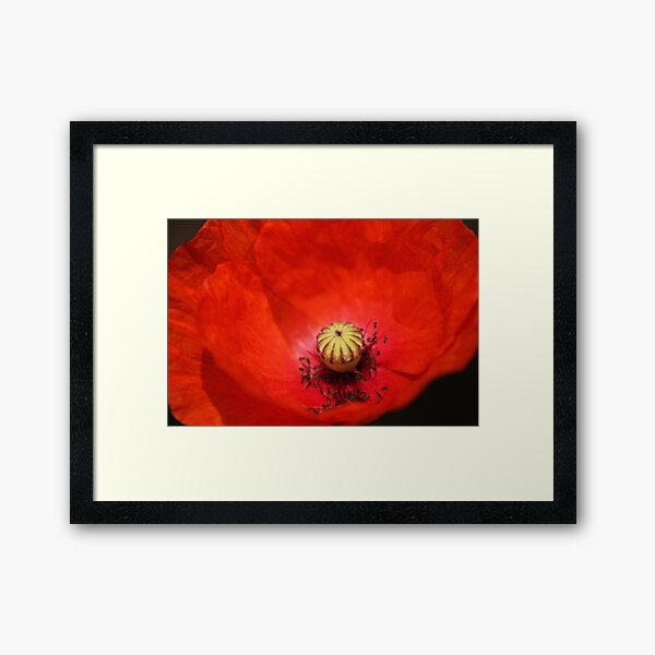 Poppy closeup Framed Art Print