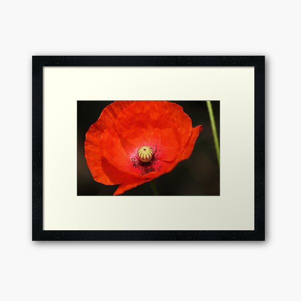 Red Poppy Framed Art Print