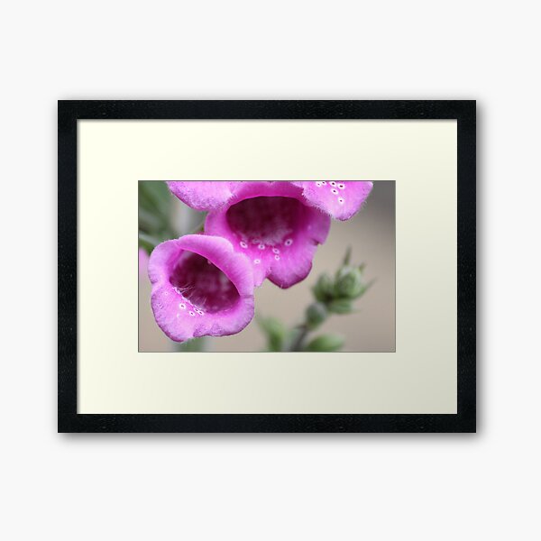 Foxglove3 Framed Art Print