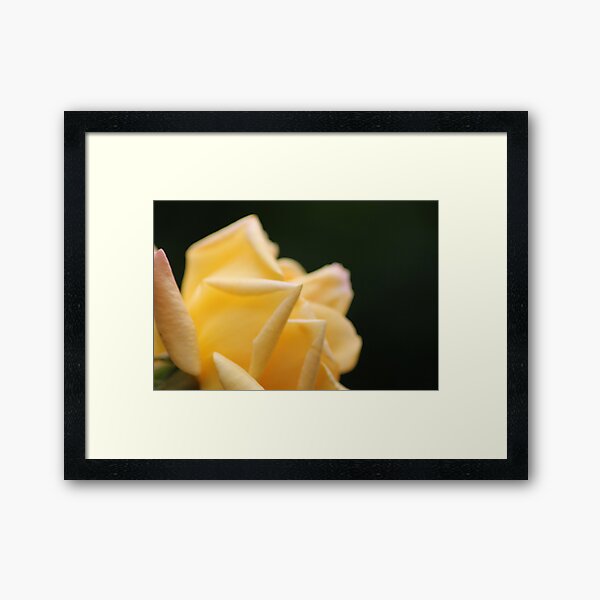 Yellow Rose2 Framed Art Print