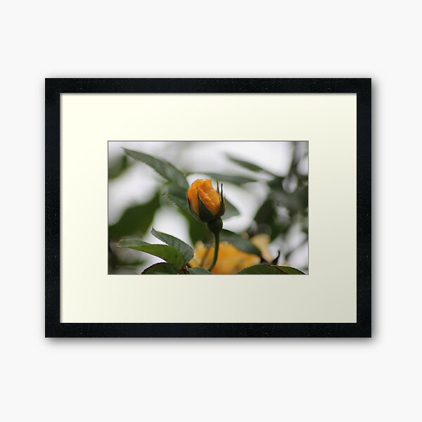 Yellow Rose3 Framed Art Print