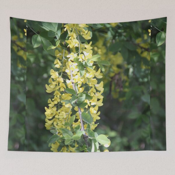 Item preview, Yellow golden inflorescence spring time common laburnum golden chain	 designed and sold by EstelleRossetti.