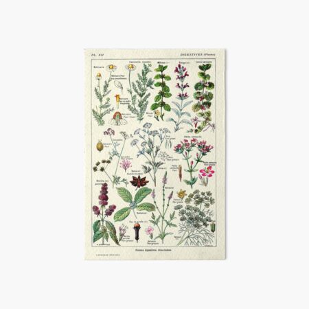 Vintage Digestive Plants Larousse Print Adolphe Millot Art Board Print