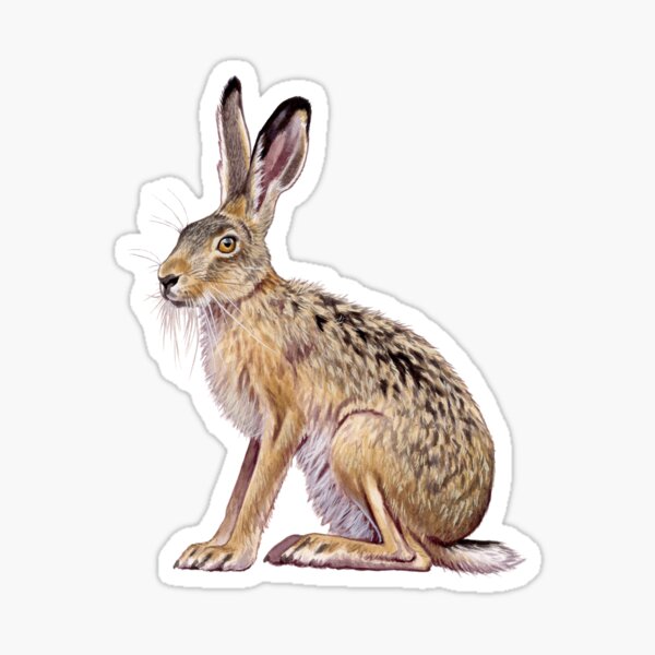Item preview, European hare designed and sold by kokayart.