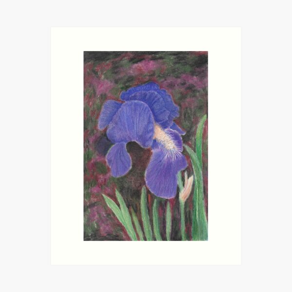 Original Blue Iris Drawing in Colored Pencil , Flower Portrait -   Australia