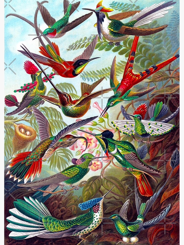 Disover HD Ernst Haeckel Hummingbirds 1904 Premium Matte Vertical Poster