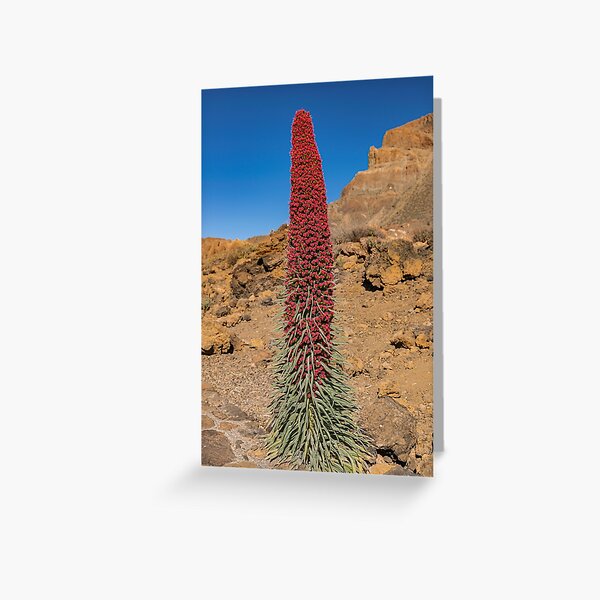 Item preview,  Mount Teide bugloss (Echium wildpretii), blooming designed and sold by Martin Leber.
