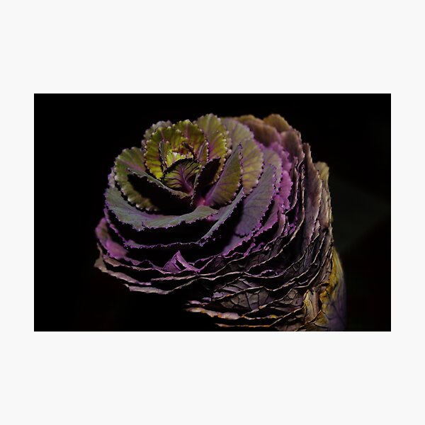 Brassica Photographic Print