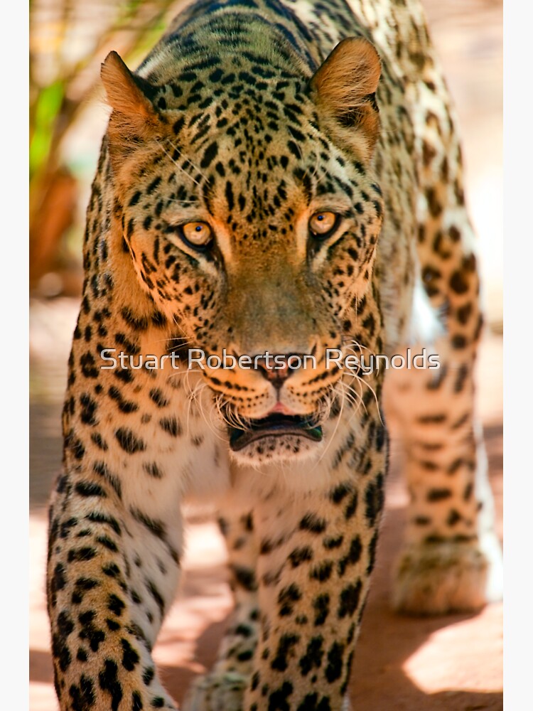 Persian leopard by Sparky2000