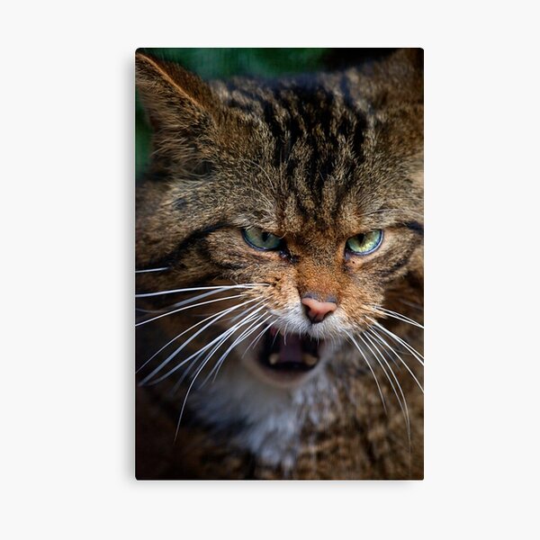 Scottish Wildcat, less than 400 remain... Canvas Print