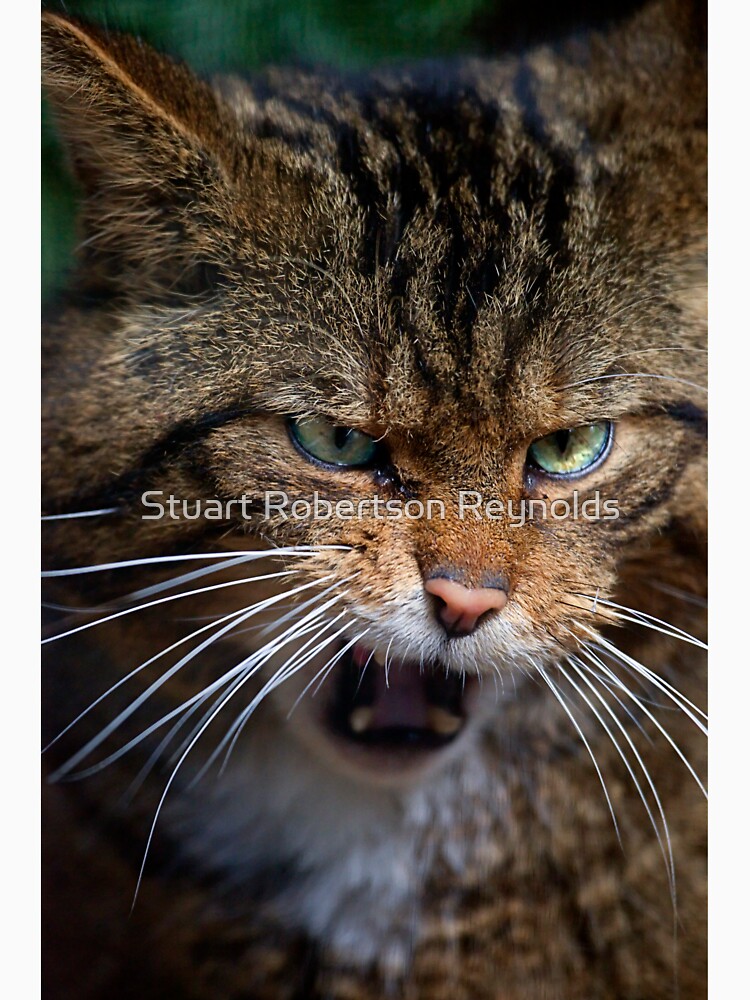 Scottish Wildcat, less than 400 remain... by Sparky2000
