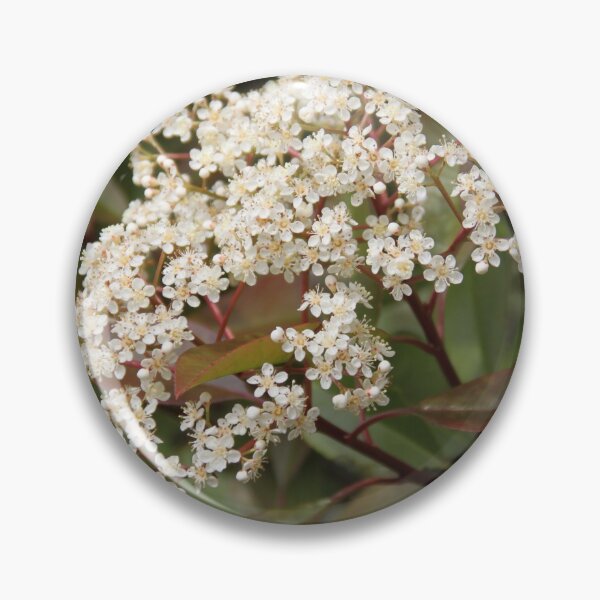 Item preview, Red photinia ornamental residential tree spring bloom bud designed and sold by EstelleRossetti.