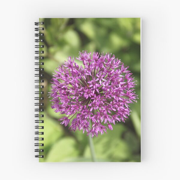 Item preview, Allium pink opening flower head bud	 designed and sold by EstelleRossetti.