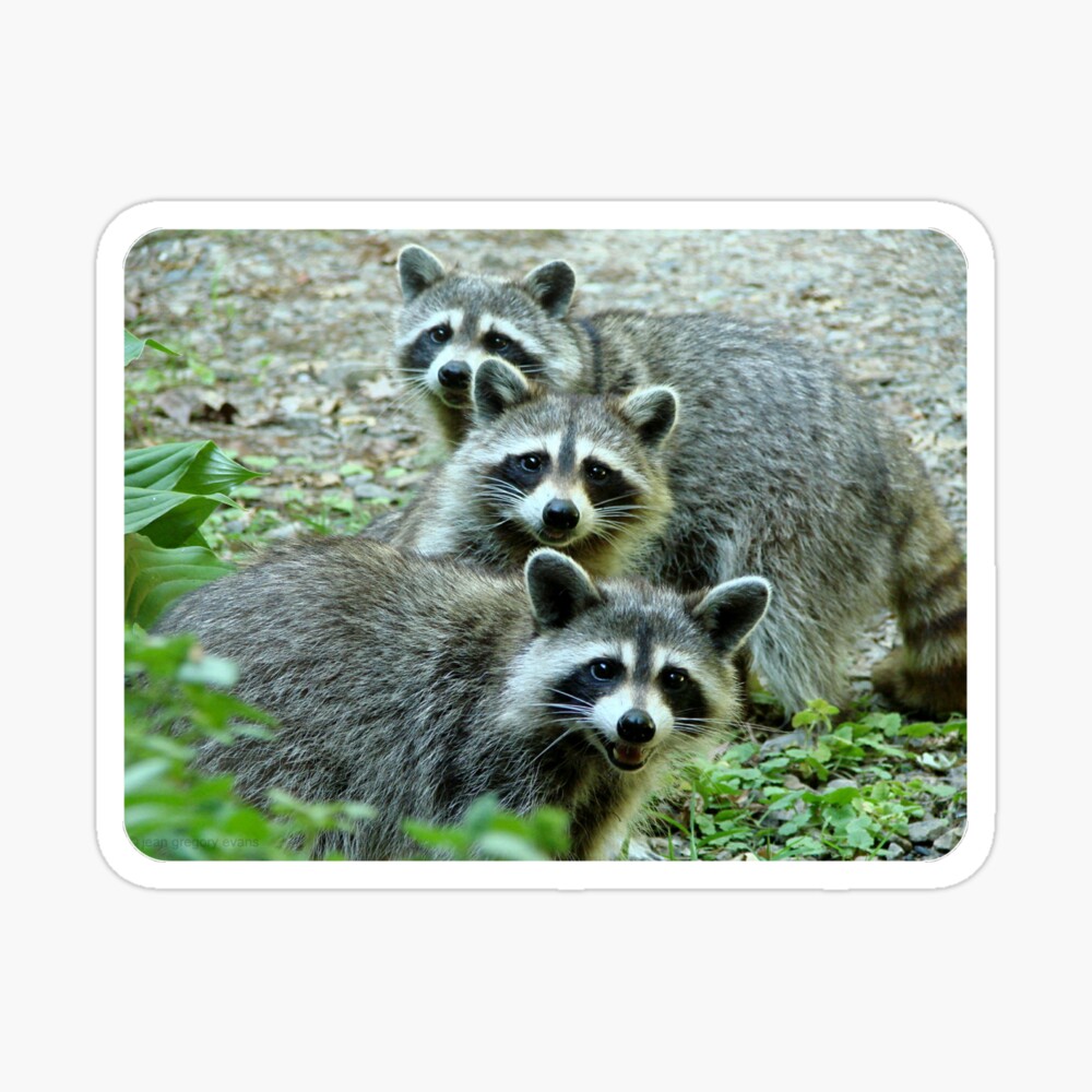Three Young Raccoons Canvas Print Large Picture Wall Print 