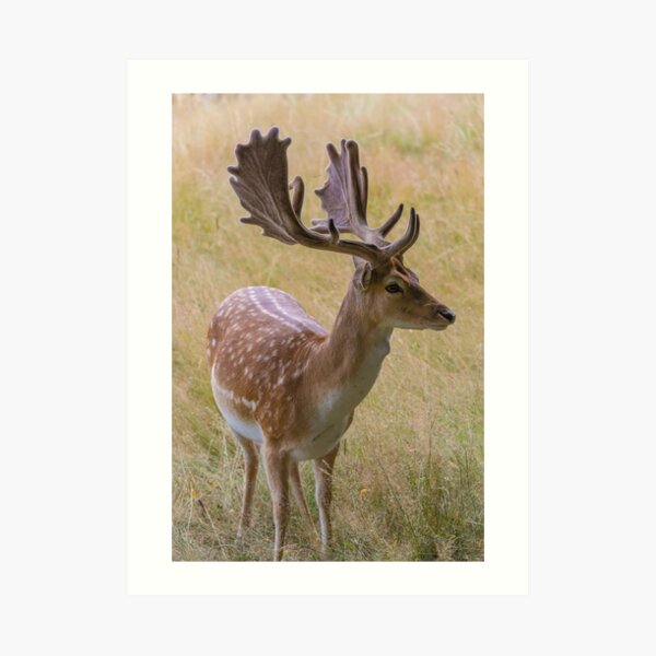 Deer Art Print