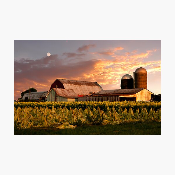 Tobacco Farm Tobacco Field Photographic Print