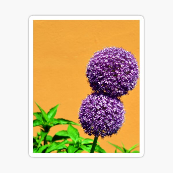 FLOWER BONBON Sticker