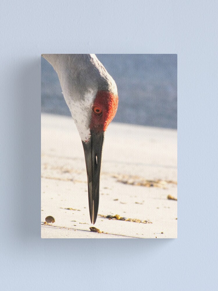 Alternate view of Nuts... Canvas Print