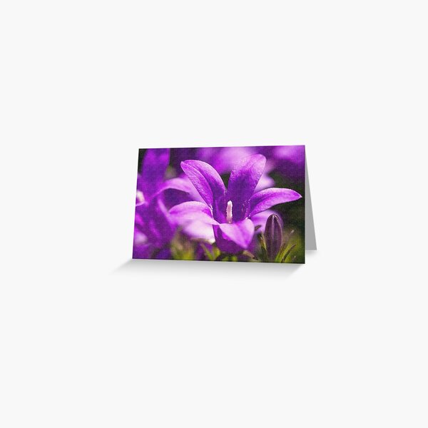 Purple Flower Greeting Card