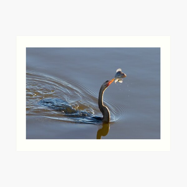 Anhinga with Fish Art Print