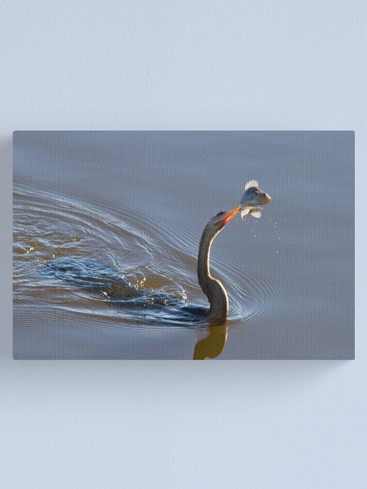 Alternate view of Anhinga with Fish Canvas Print