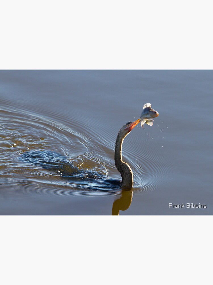 Anhinga with Fish by organicman2