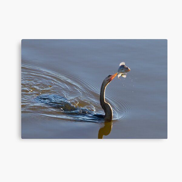 Anhinga with Fish Canvas Print