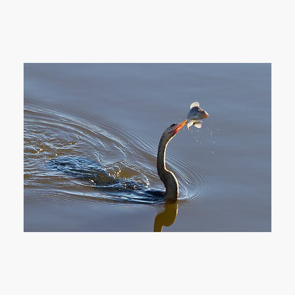 Anhinga with Fish Photographic Print