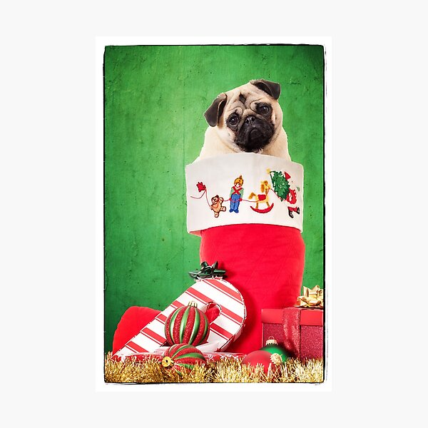Christmas Stocking Pug Photographic Print