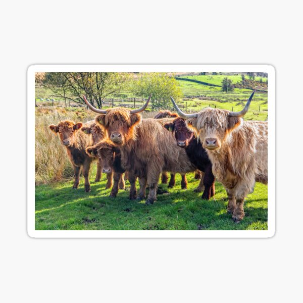 Local scenes and giftware from The Peak District. Sticker