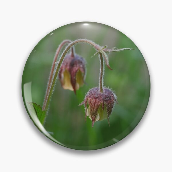 Item preview, Flowers Geum Rivale close-up designed and sold by mrivserg.