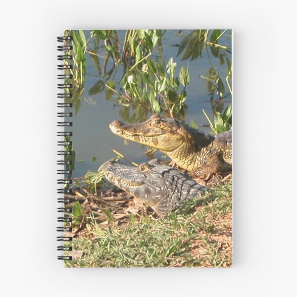 Item preview, Brazilian Caimans Alligators Crocodiles Swamp Wildlife, Pantanal, Brazil designed and sold by worldways.