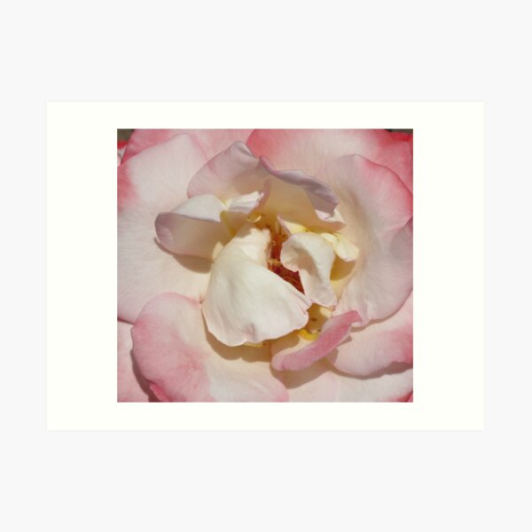 Shabby Chic Rose Art Print