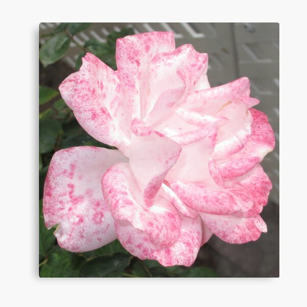 Pink Rose Evolution Metal Print