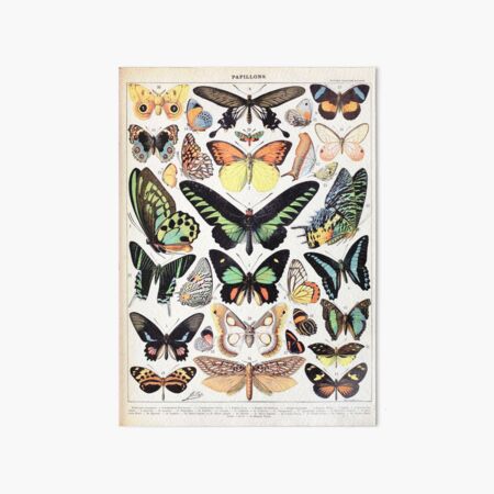 Adolphe Millot - Papillons B - French vintage poster Art Board Print