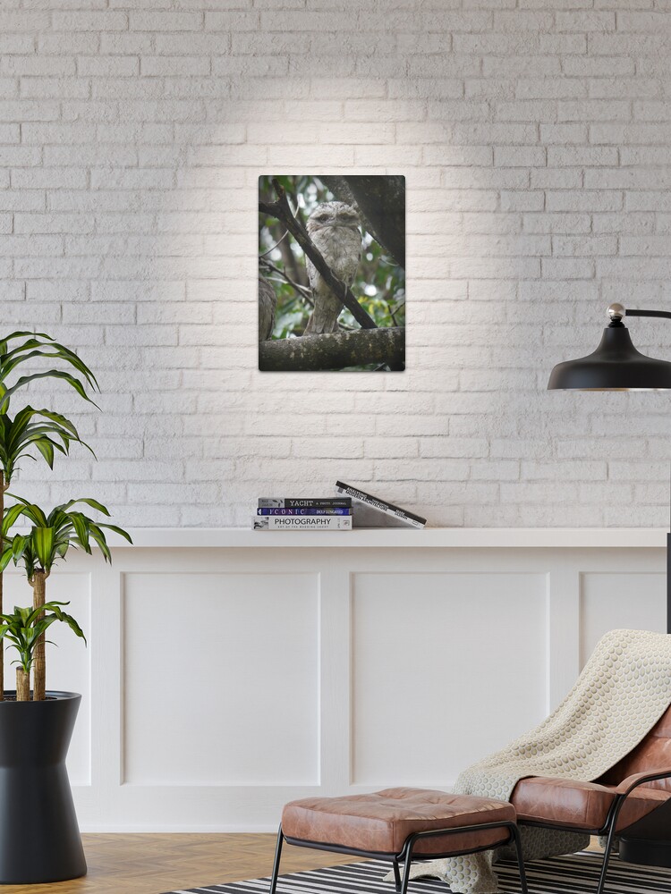 Thumbnail 1 of 4, Metal Print, Tawny Frogmouth Chick designed and sold by theoddshot.
