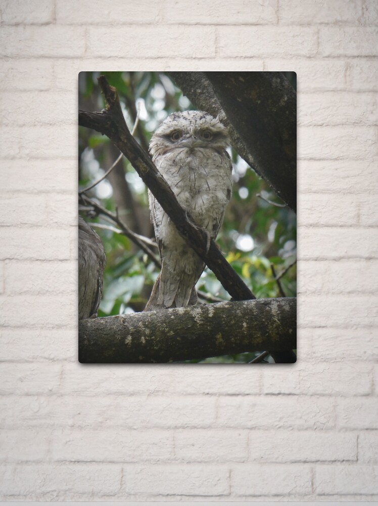 Thumbnail 2 of 4, Metal Print, Tawny Frogmouth Chick designed and sold by theoddshot.