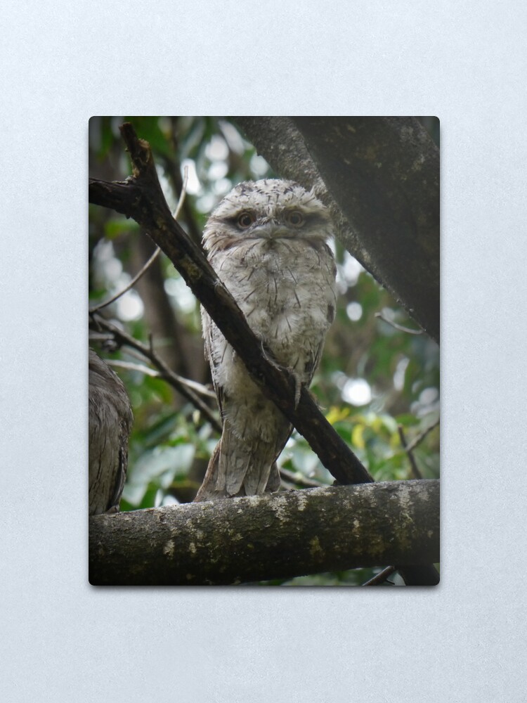 Alternate view of Tawny Frogmouth Chick Metal Print